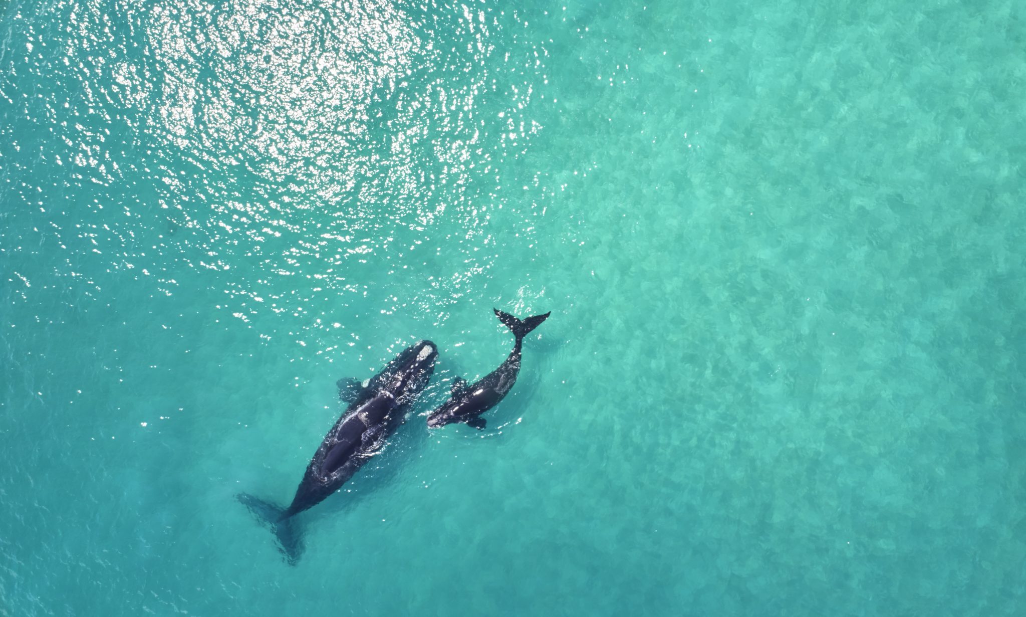 Whale Watching Margaret River Region