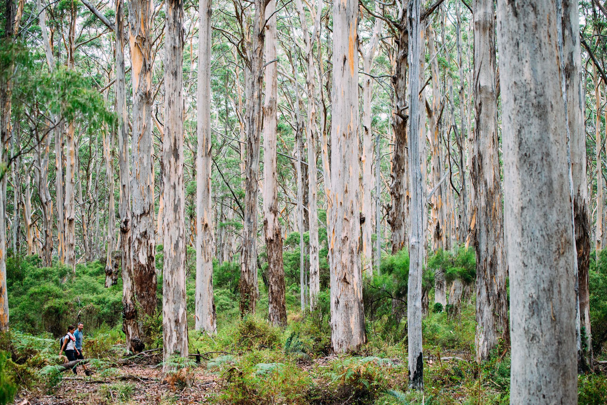 Hiking Boranup Karri Forest