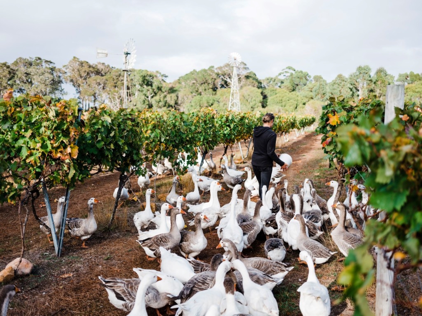 Burnside Organic Winery