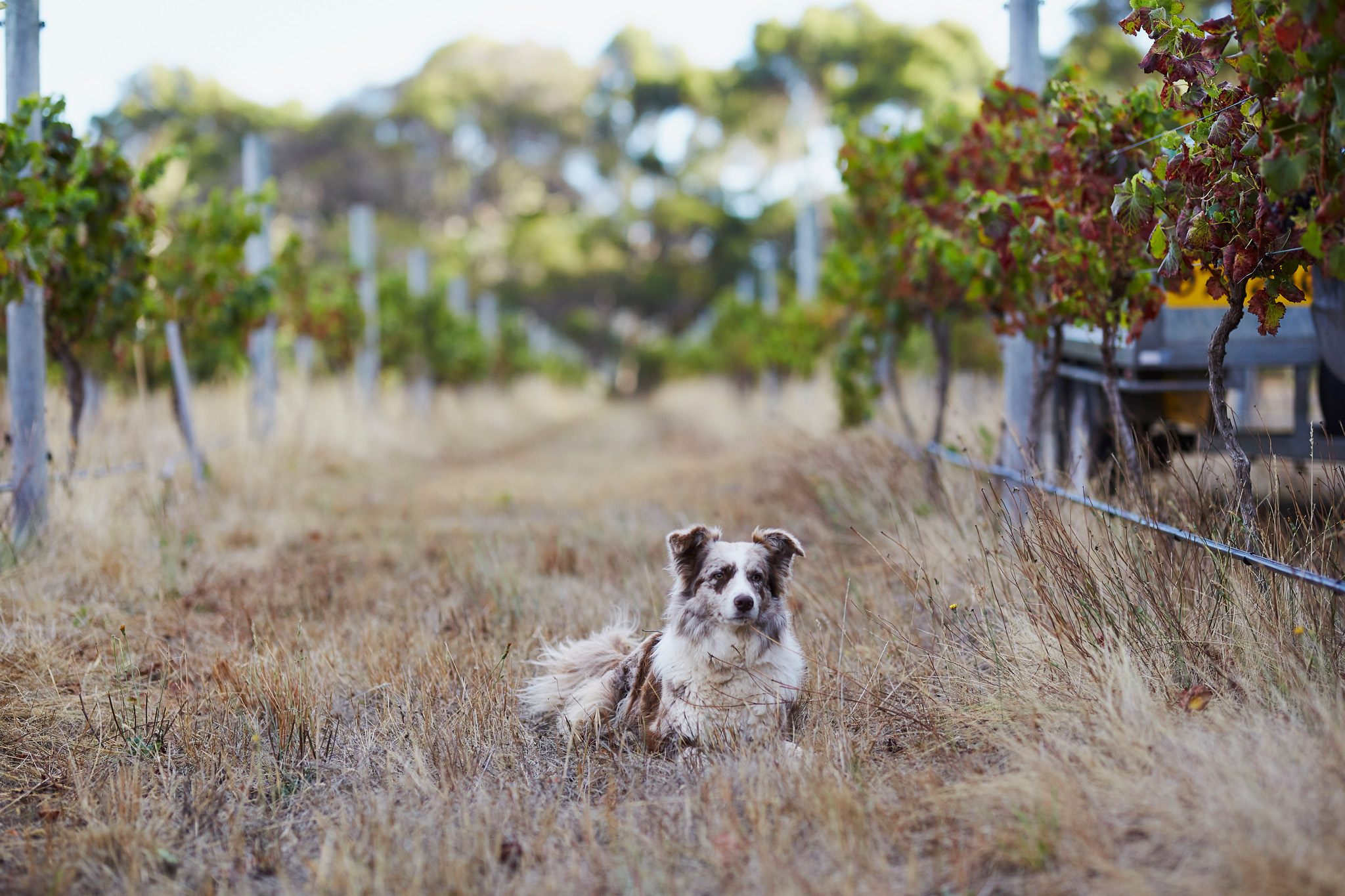 Bess Wine Dog Arimia