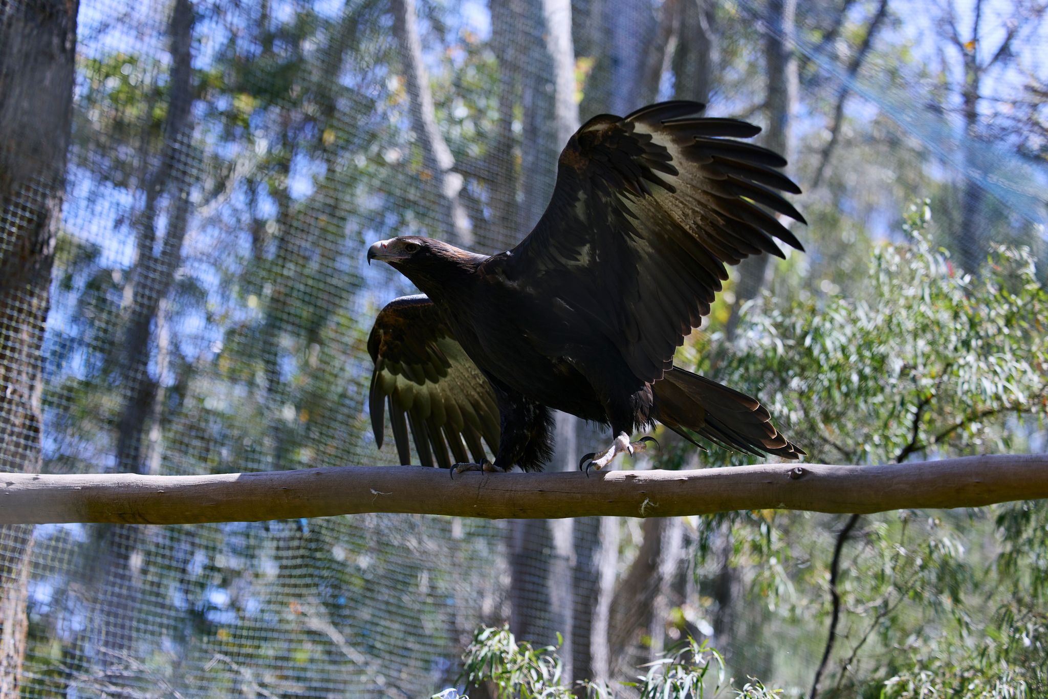 Eagles Heritage Credit Tim Campbell